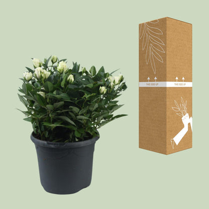 Rosa Jewel Patio White – Elegante Topfrose Ø17cm