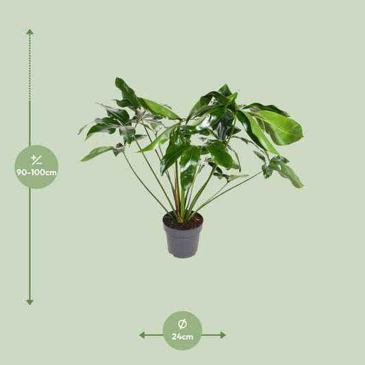 Philodendron Green Wonder – Pflegeleichte Zimmerpflanze Ø24cm
