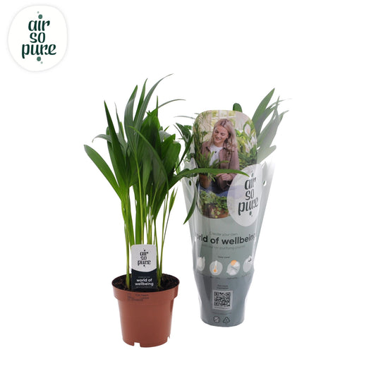 Dypsis Lutescens – Pflegeleichte Zimmerpalme Ø12cm