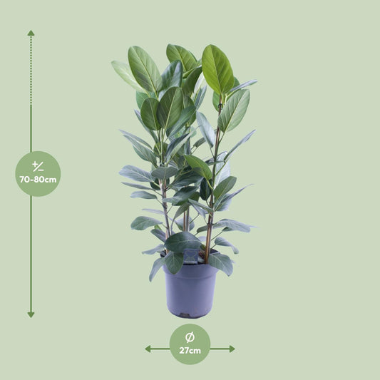 Ficus Audrey – Pflegeleichte luftreinigende Zimmerpflanze Ø27cm