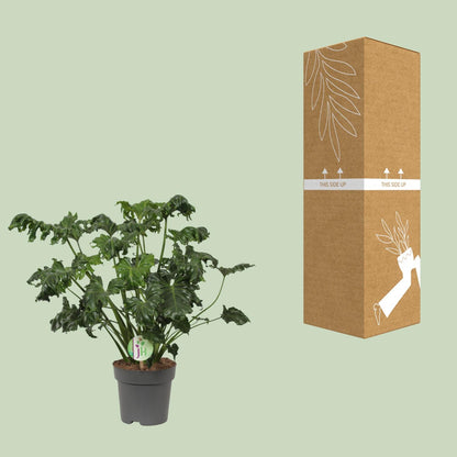 Philodendron Atlantis – Pflegeleichte Zimmerpflanze Ø17cm