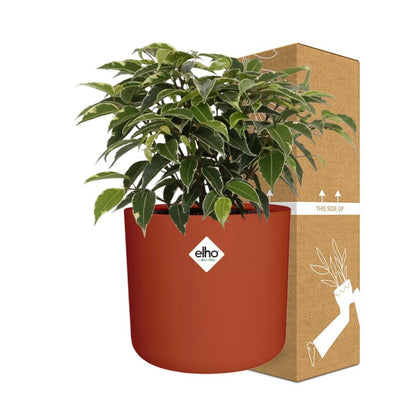 Ficus Benjamina Kinky – Pflegeleichte Zimmerpflanze 14cm