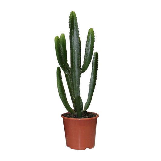 Euphorbia Triangularis – Pflegeleichte Zimmerpflanze Ø17cm