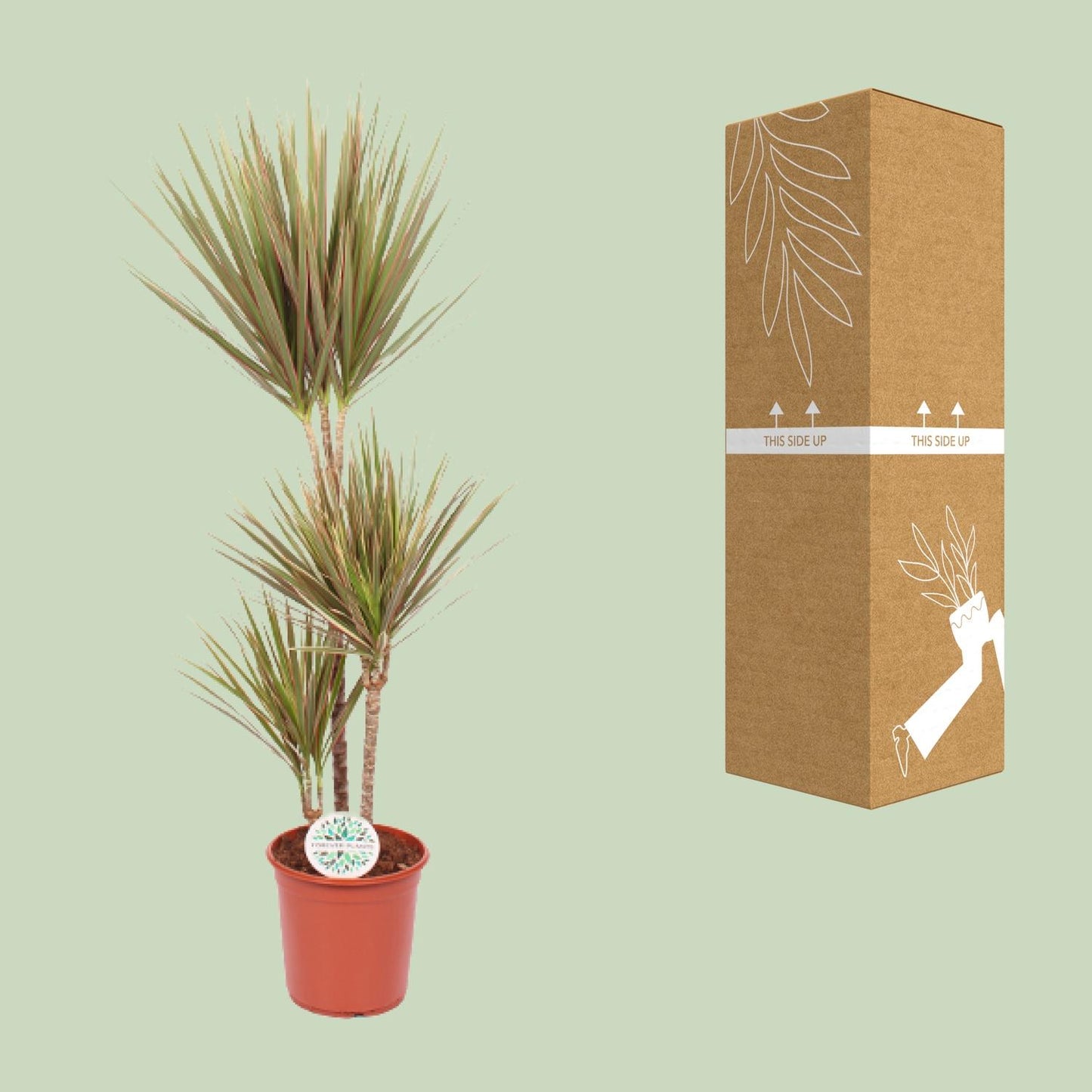 Dracaena Bicolor – Pflegeleichter Drachenbaum Ø24cm, 115cm hoch