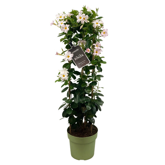 Mandevilla 'Sundaville White' – 95 cm Kletterpflanze im Turm