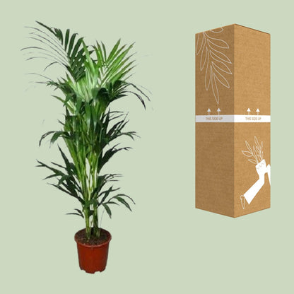 Howea forsteriana – Kentia-Palme Ø24cm, 150cm hoch