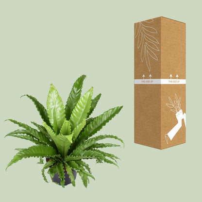 Asplenium Antiquum Osaka – Pflegeleichter Zimmerfarn Ø23cm