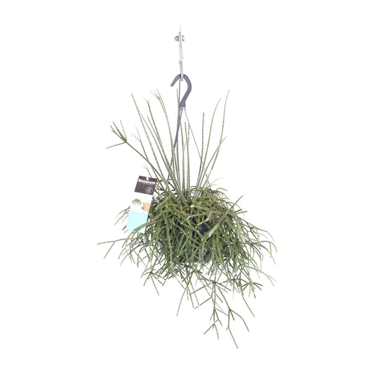 Rhipsalis pilocarpa – pflegeleichte Zimmerpflanze Ø17cm