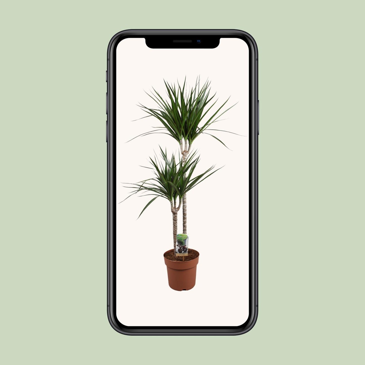 Dracaena Marginata – Pflegeleichte Zimmerpflanze Ø19cm, 110cm hoch