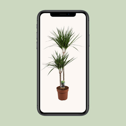 Dracaena Marginata – Pflegeleichte Zimmerpflanze Ø19cm, 110cm hoch