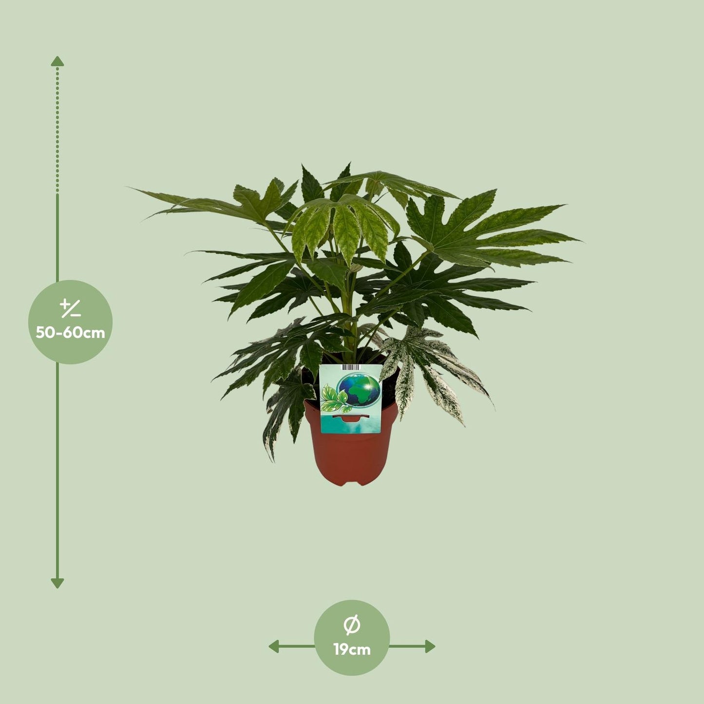 Fatsia Japonica Variegata – Pflegeleichte Zimmerpflanze Ø19cm