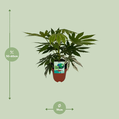 Fatsia Japonica Variegata – Pflegeleichte Zimmerpflanze Ø19cm