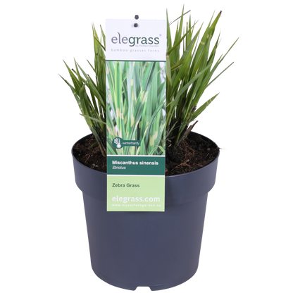 Miscanthus sinensis Strictus – Zebra Ziergras Ø23cm