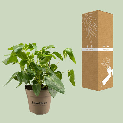 Schefflera Artinolphylla – Pflegeleichte Zimmerpflanze Ø15cm