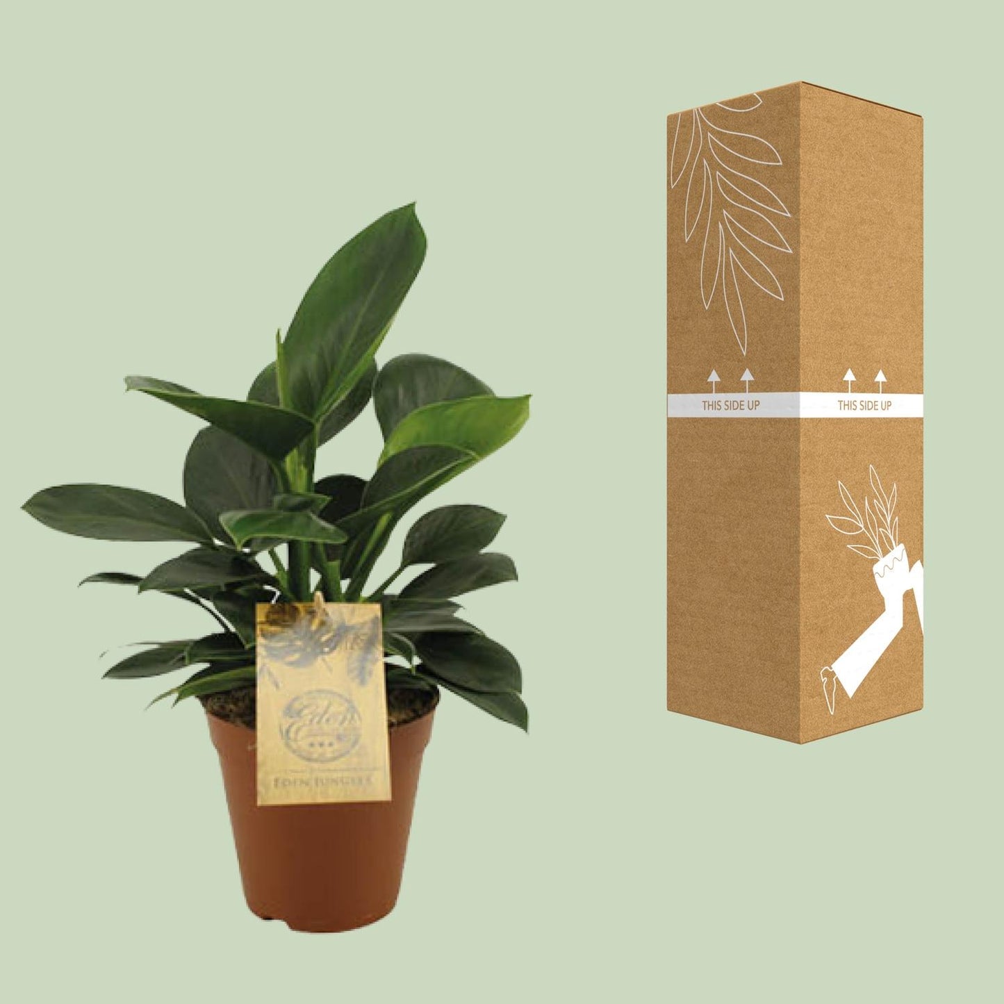 Philodendron Oxypure – Pflegeleichte tropische Zimmerpflanze Ø15cm