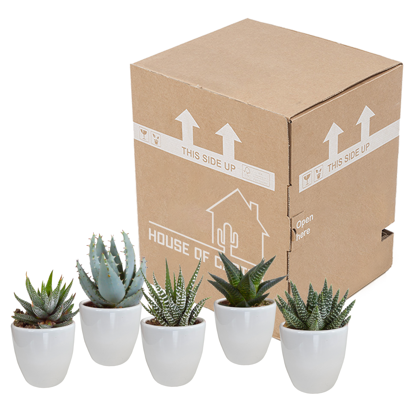 Gasteria & Haworthia Sukkulenten 5er Set im weißen Topf