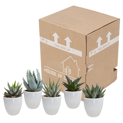 Gasteria & Haworthia Sukkulenten 5er Set im weißen Topf