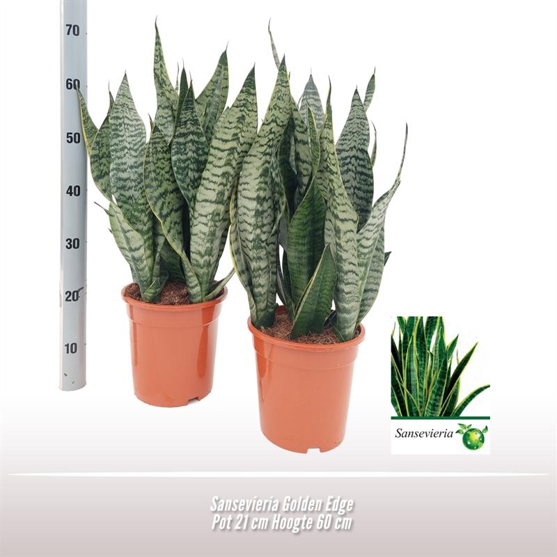 Sansevieria Golden Edge – Pflegeleichte Luftreiniger-Pflanze Ø21 cm