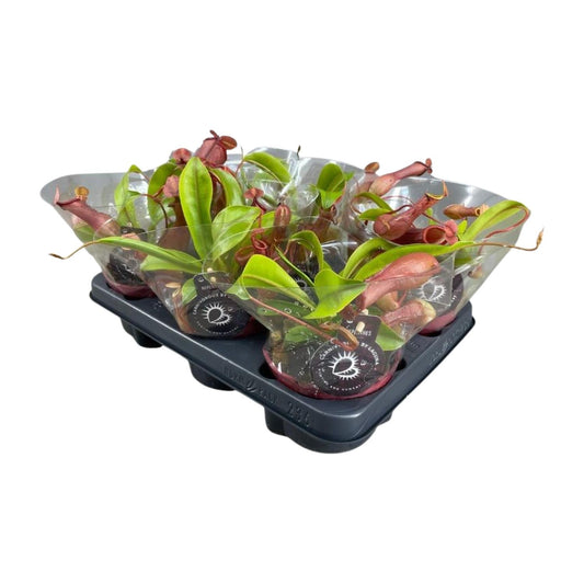 Nepenthes Alata – Exotische Kannenpflanze Ø12cm