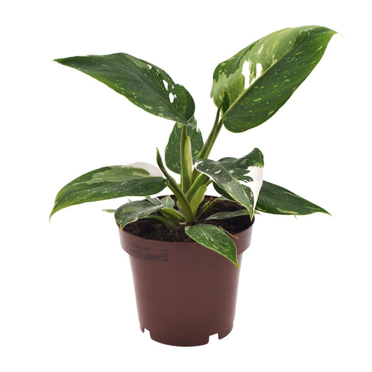 Philodendron White Princess – Elegante Zimmerpflanze Ø12cm