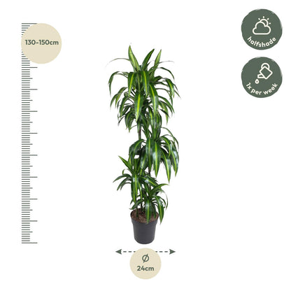 Dracaena Hawaiiana – Elegante, pflegeleichte Zimmerpflanze 180 cm