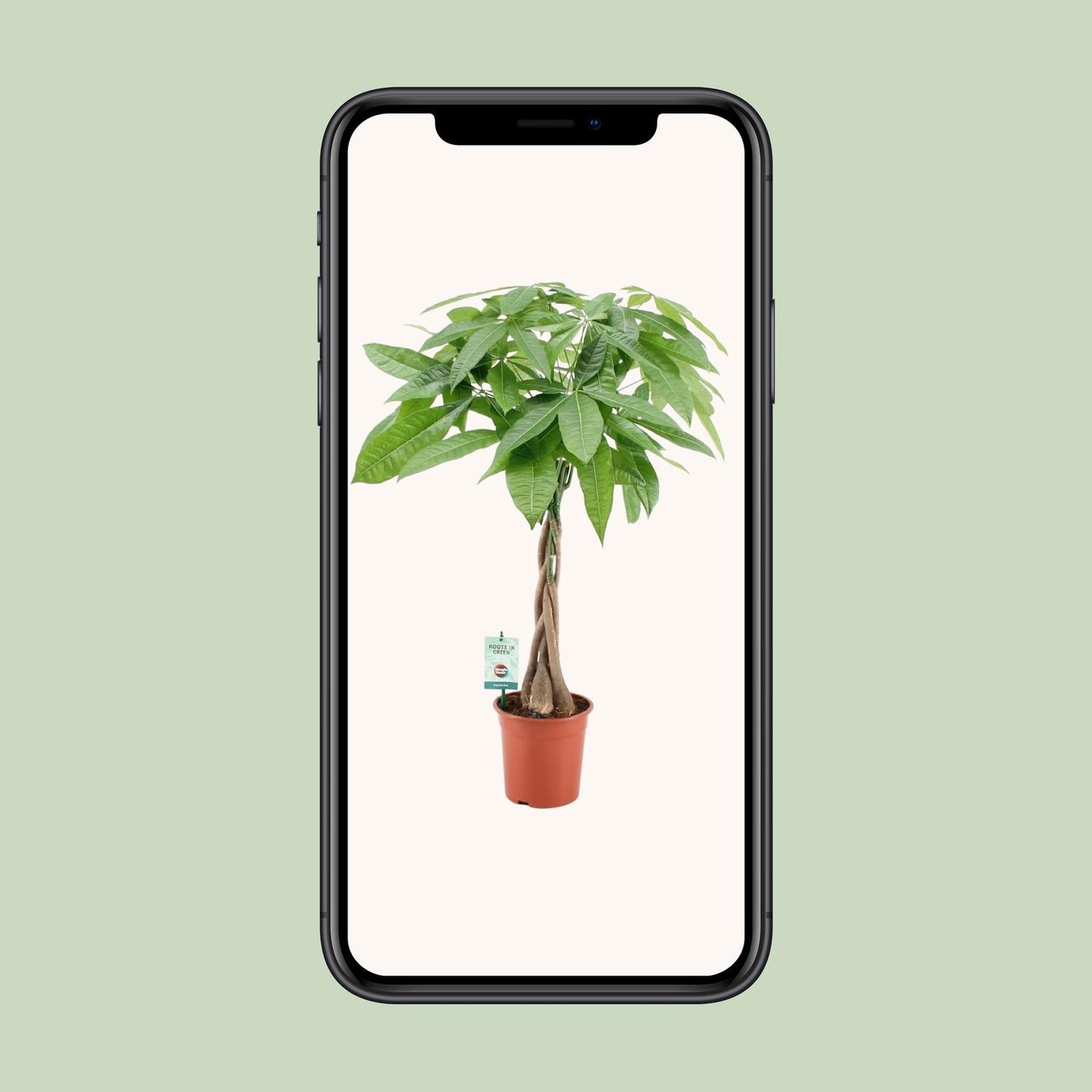 Pachira Aquatica - pflegeleichte Zimmerpflanze Ø19cm