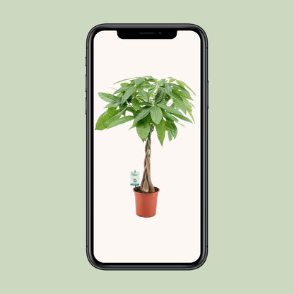 Pachira Aquatica - pflegeleichte Zimmerpflanze Ø19cm