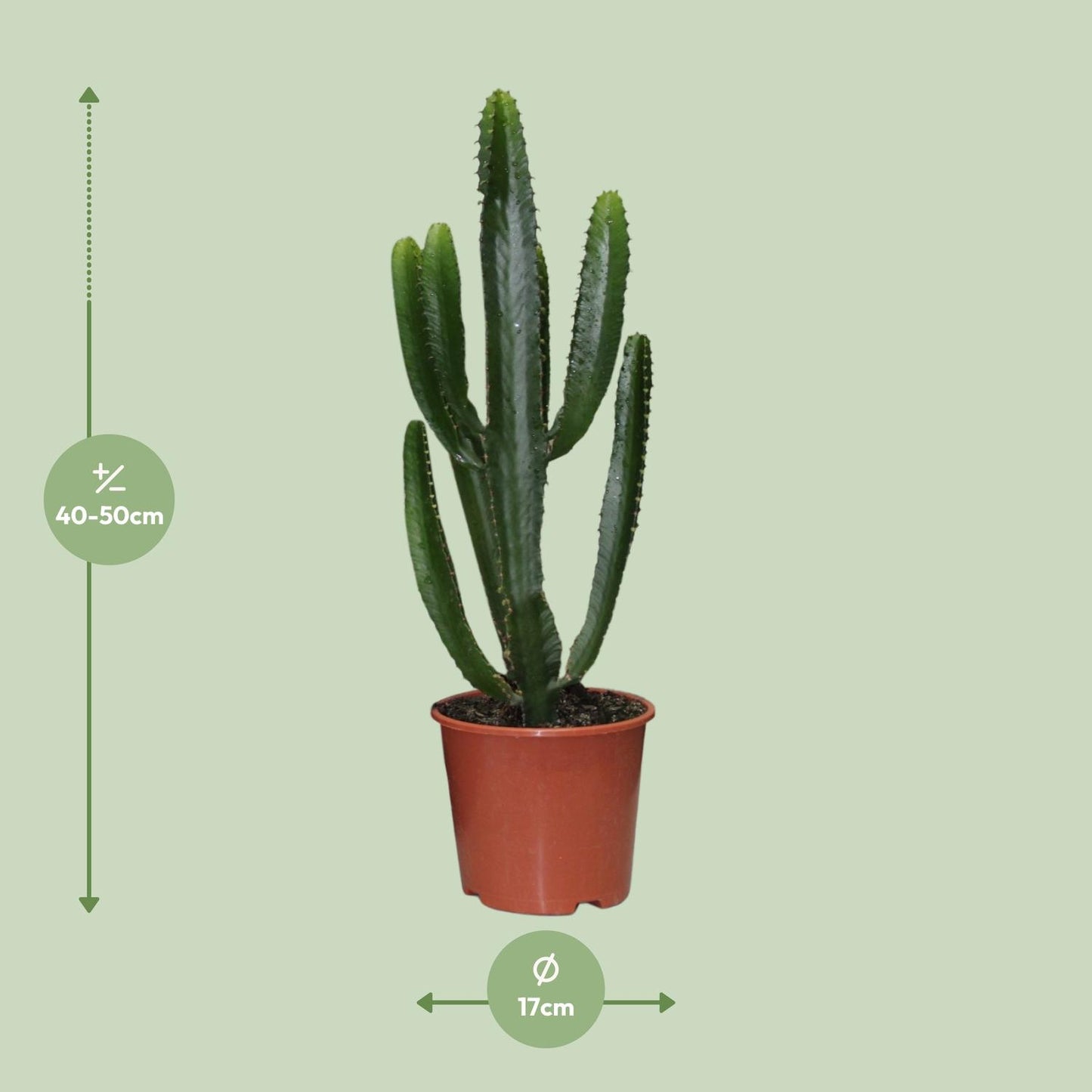 Euphorbia Triangularis – Pflegeleichte Zimmerpflanze Ø17cm