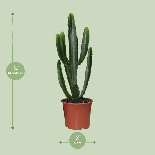 Euphorbia Triangularis – Pflegeleichte Zimmerpflanze Ø17cm
