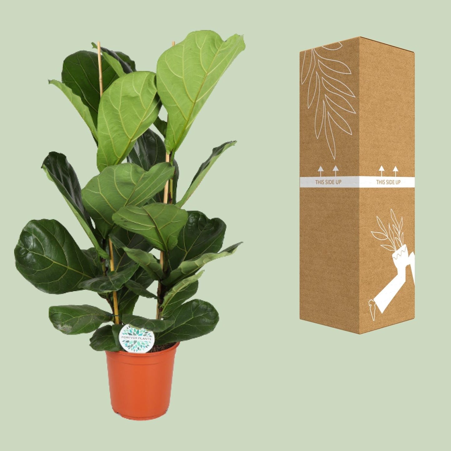 Ficus Lyrata – Große, pflegeleichte Zimmerpflanze Ø24cm