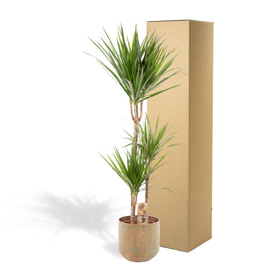 Dracaena Marginata – Pflegeleichter Drachenbaum Ø21cm, 120cm hoch