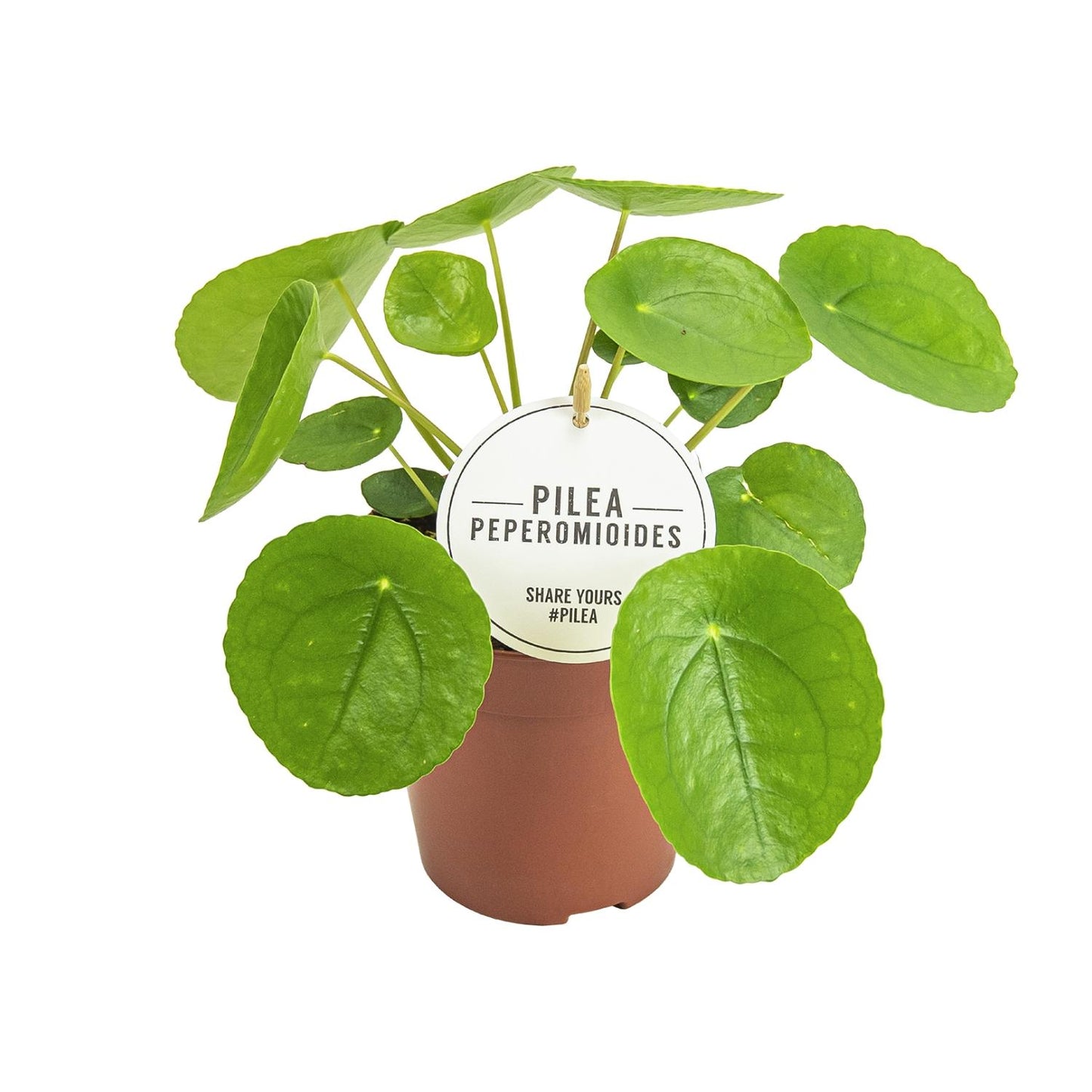 Pilea Peperomioides – Pflegeleichte Aluminium-Pflanze Ø13cm