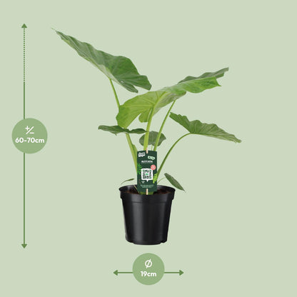Alocasia Macrorrhiza – Exotische Zimmerpflanze Ø19cm, 70cm hoch