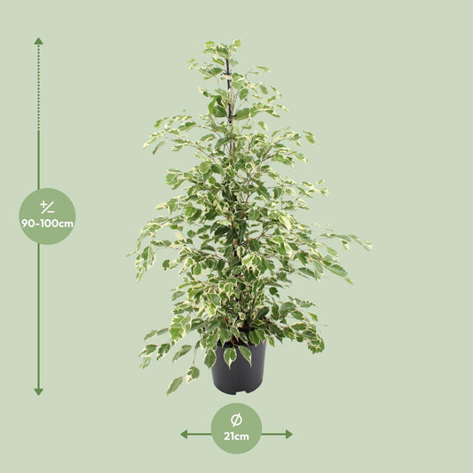 Ficus benjamina Twilight – Elegante pflegeleichte Zimmerpflanze Ø21cm