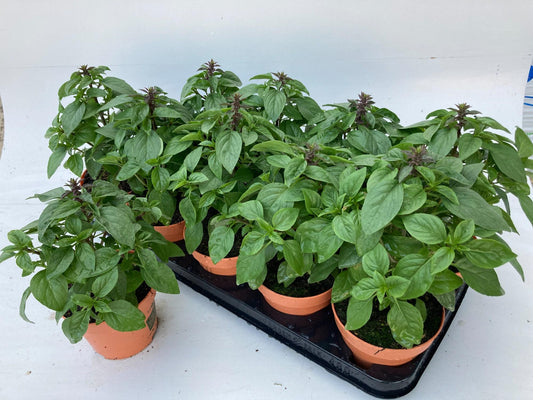 Basilikum Lookandtaste – Duftende, pflegeleichte Kräuterpflanze Ø12cm