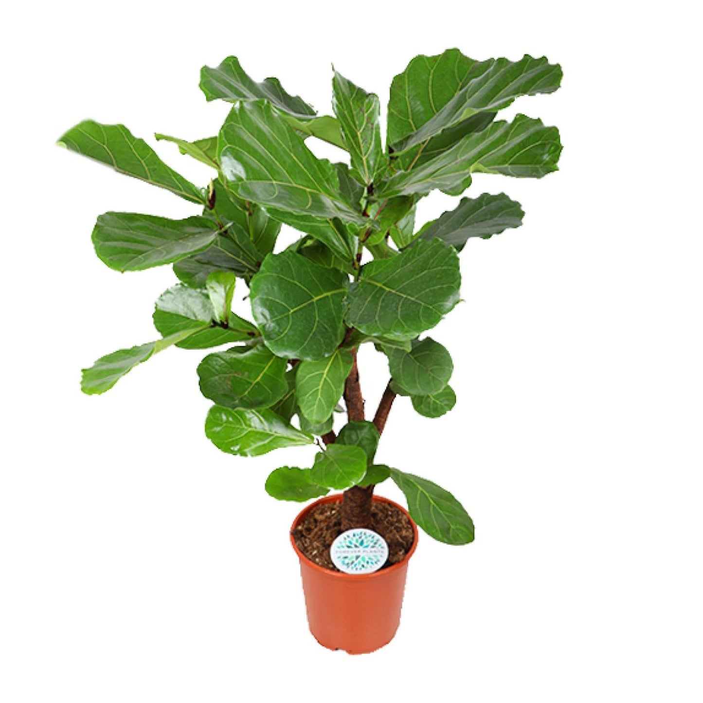 Ficus Lyrata – Große, pflegeleichte Zimmerpflanze Ø24cm