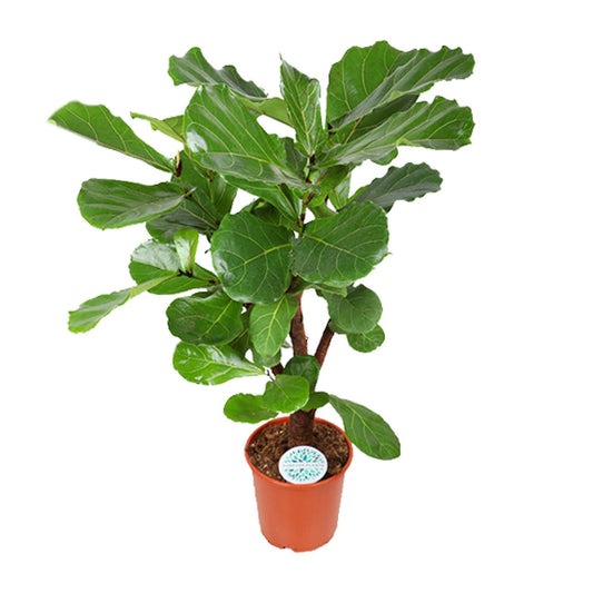 Ficus Lyrata – Große, pflegeleichte Zimmerpflanze Ø24cm