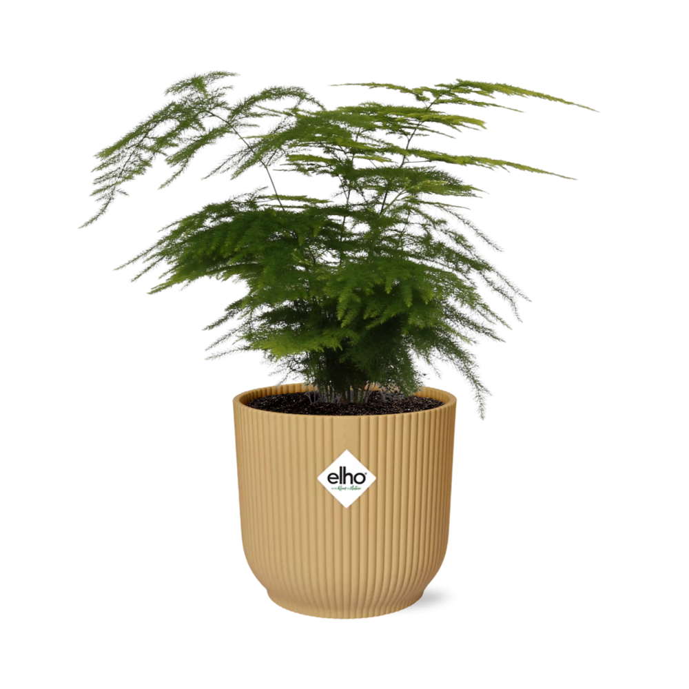 Asparagus Setaceus ‘Plumosus’ in ELHO Vibes Fold 14cm gelb