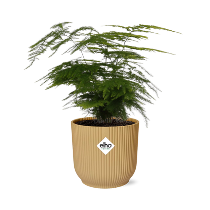 Asparagus Setaceus ‘Plumosus’ in ELHO Vibes Fold 14cm gelb