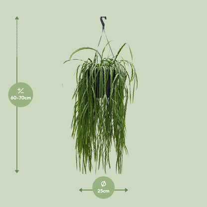 Lepismium Asuntapatense – Exotischer, pflegeleichter Zimmerkaktus 70cm