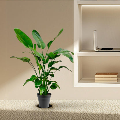 Strelitzia Nicolai – Tropische Zimmerpflanze 140-150 cm