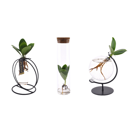 Clusia Hydroponie-Pflanzenbundel, 3er Set Ø5cm