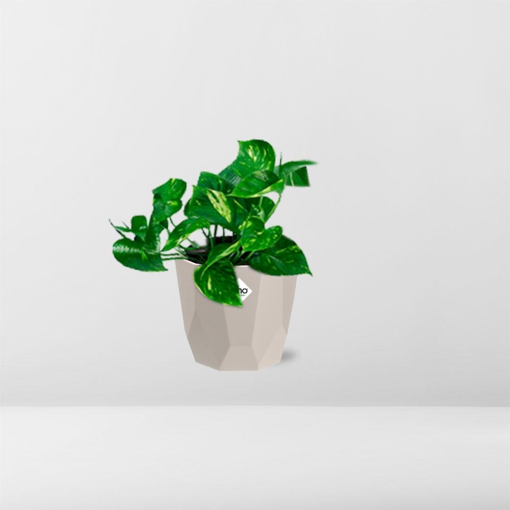 Epipremnum Pinnatum ‘Aureum’ in ELHO b.for rock 14 cm warm grey