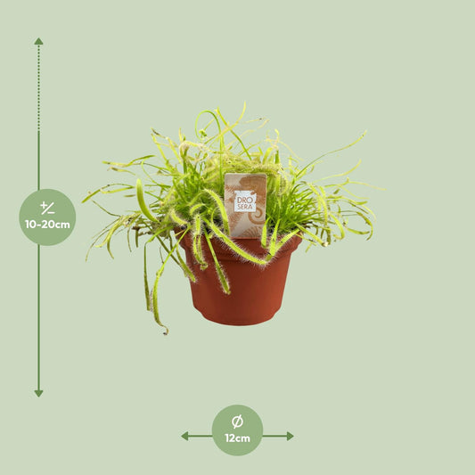 Drosera Capensis – pflegeleichte fleischfressende Pflanze Ø12cm