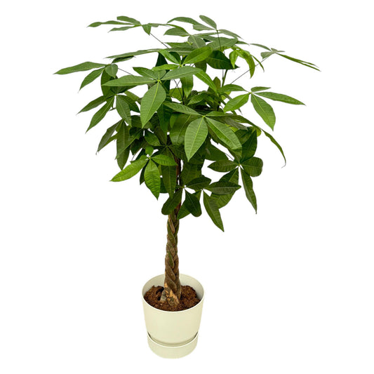 Pachira Aquatica Geldbaum mit elho Greenville Round Weiß – 160 cm