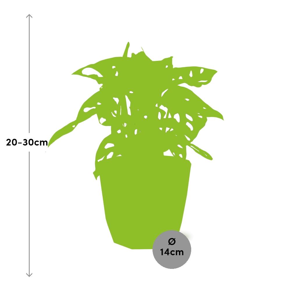 Monstera ‘Monkey Leaf’ in ELHO b.for rock 14 cm warm grey