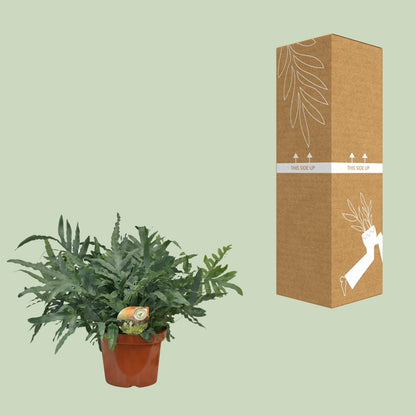 Phlebodium Blue Star – Luftreinigender Farneffekt