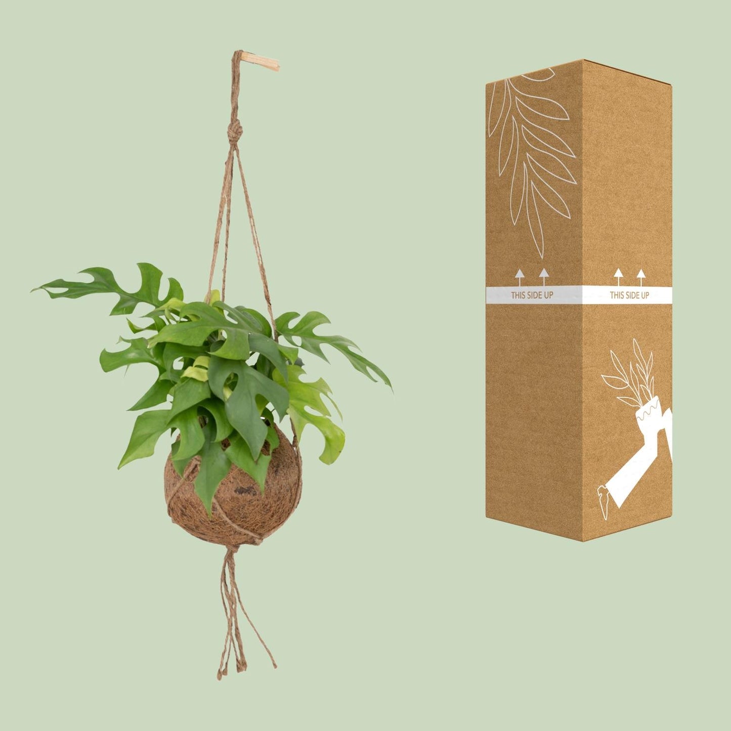 Kokedama Monstera Minima – Pflegeleichte Lochpflanze Ø15cm