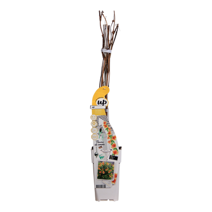 Trompetenblume 'Summer Jazz Gold' – pflegeleichte Kletterpflanze