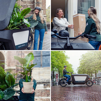 Überraschungsbox mit pflegeleichter Zimmerpflanze Ø12cm